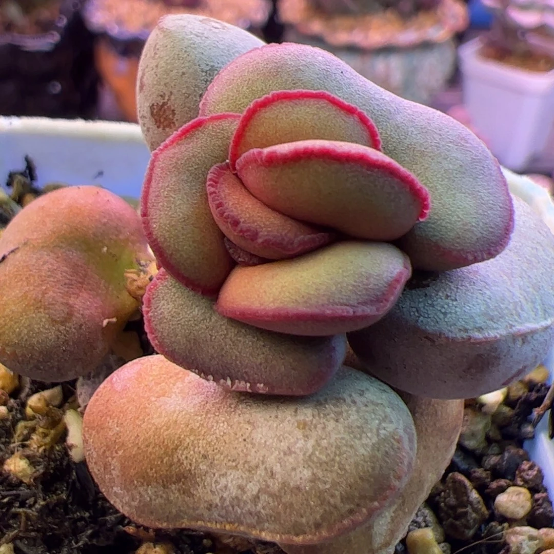 红蛋 啦啦啦啦啦啦啦啦