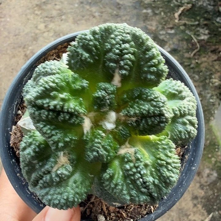 无花朵572大尤菜花东三