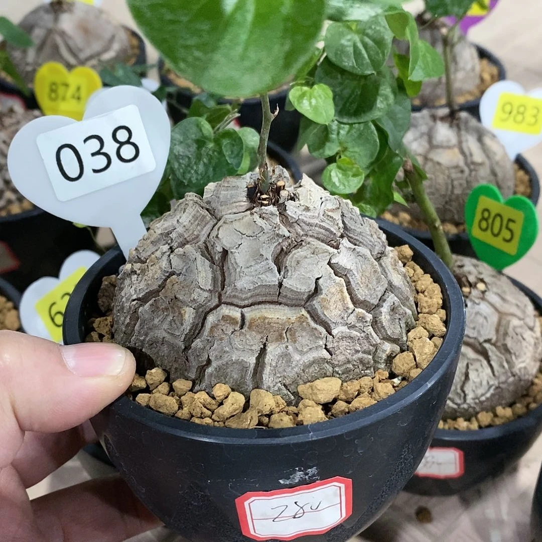 南非龟甲龙龟甲龙