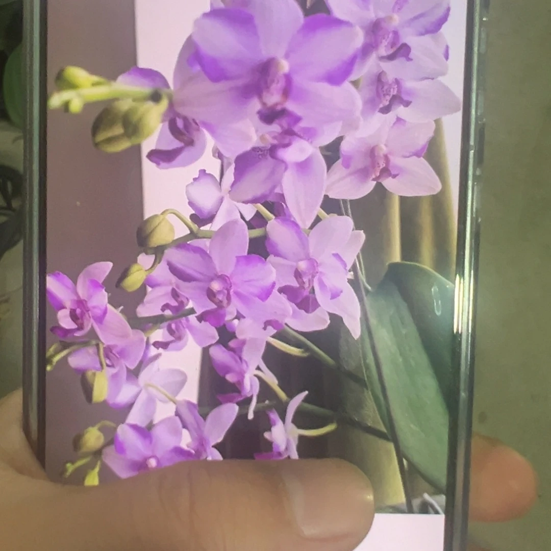 当前无花栽培后可以开花紫水晶带剑