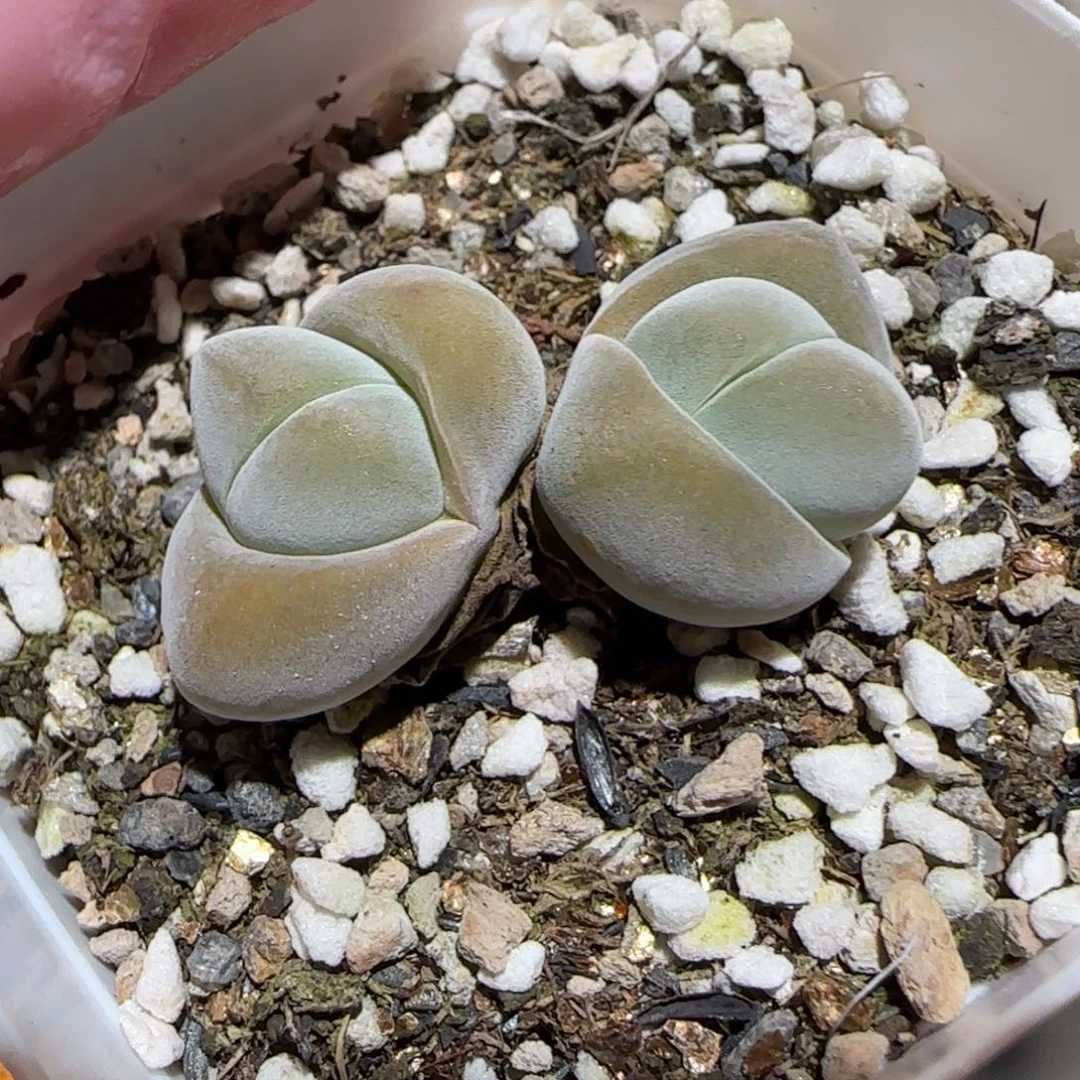 肉锥多肉植物百科-1172