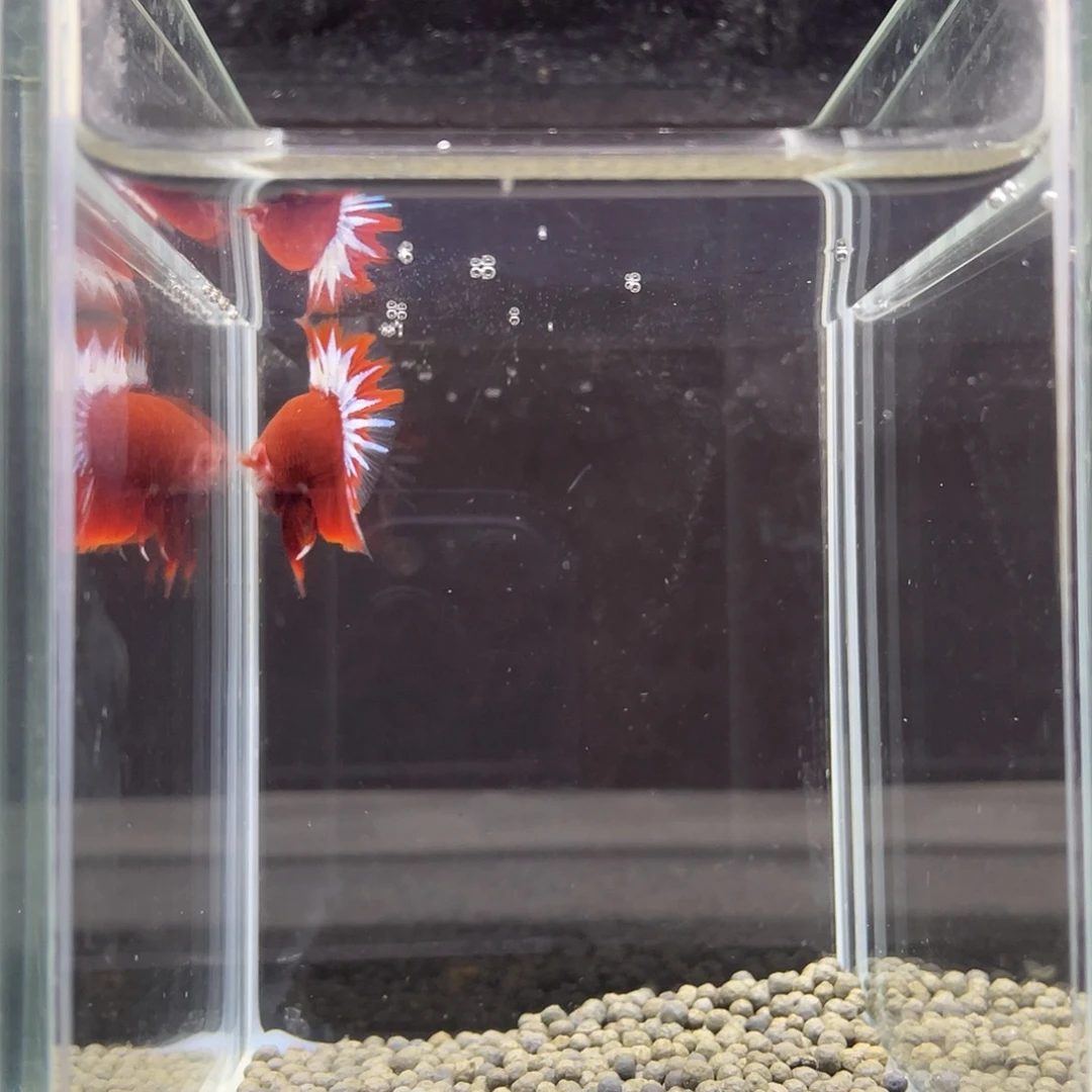 斗鱼37号红肉星尾公