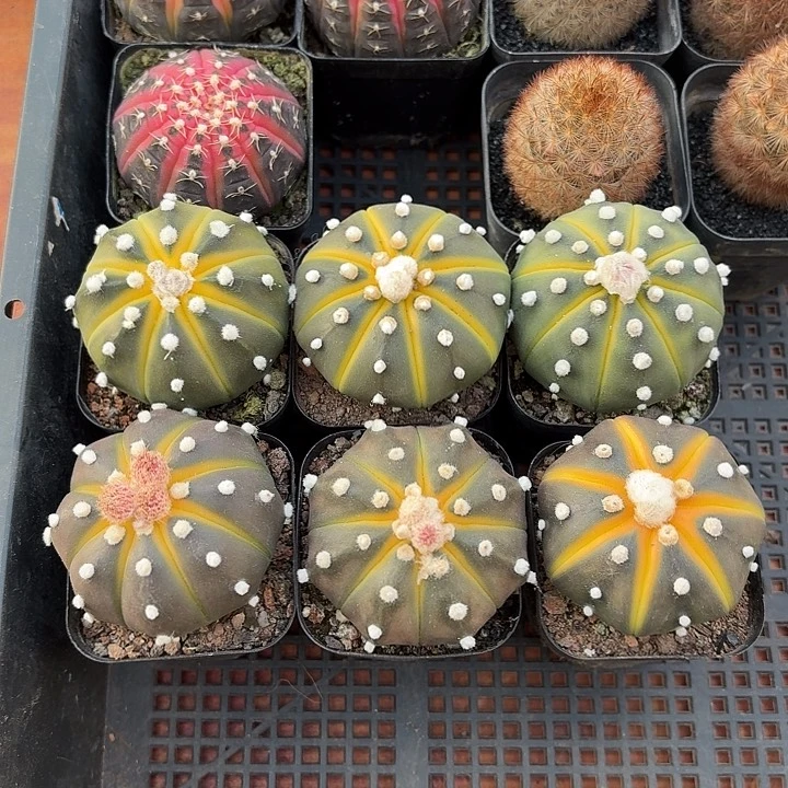 南瓜球仙人球仙人球