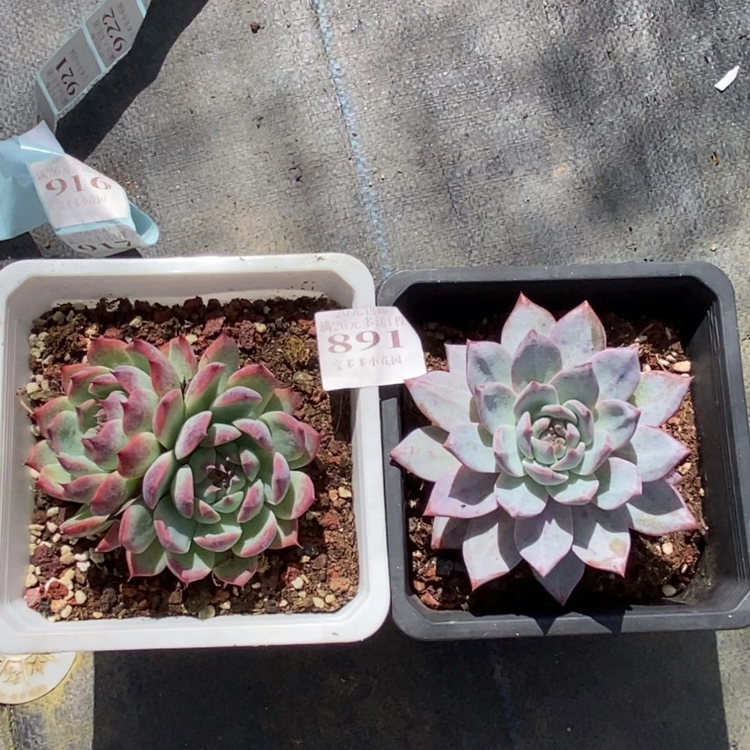 可***冰吉娃娃+粉蓝鸟共2颗一物一拍多肉