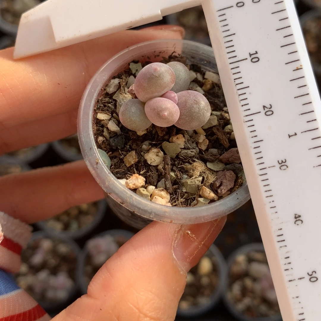 彩虹 韩国彩虹奶酪哦