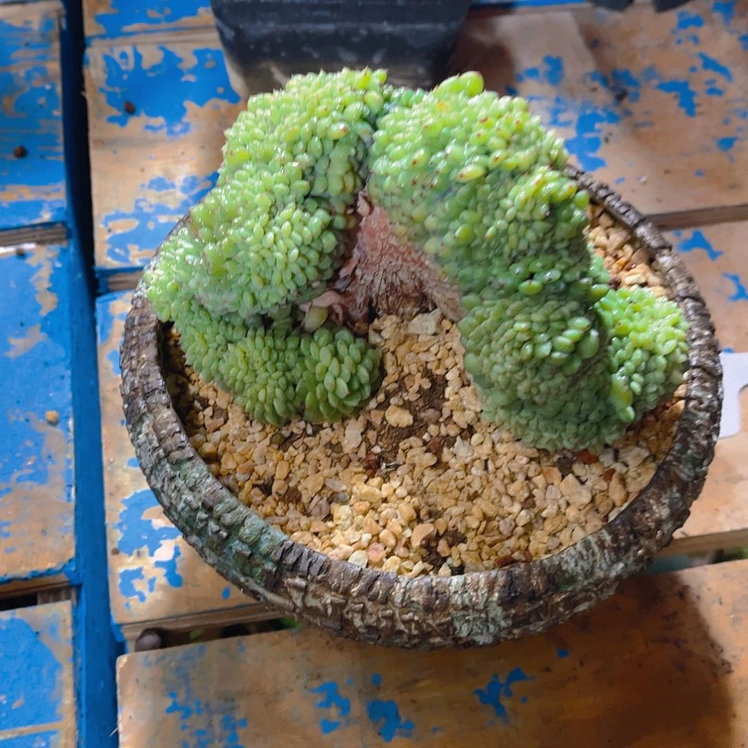 东***北多肉植物保护