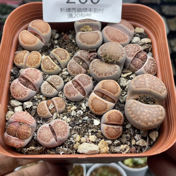 佳人园艺 上福利啦菊200