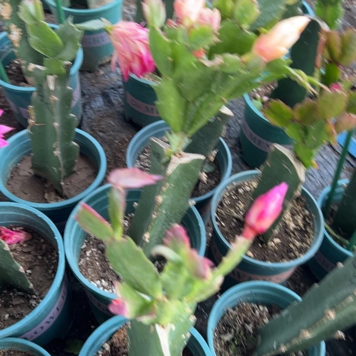 L***136号083➕037两颗发