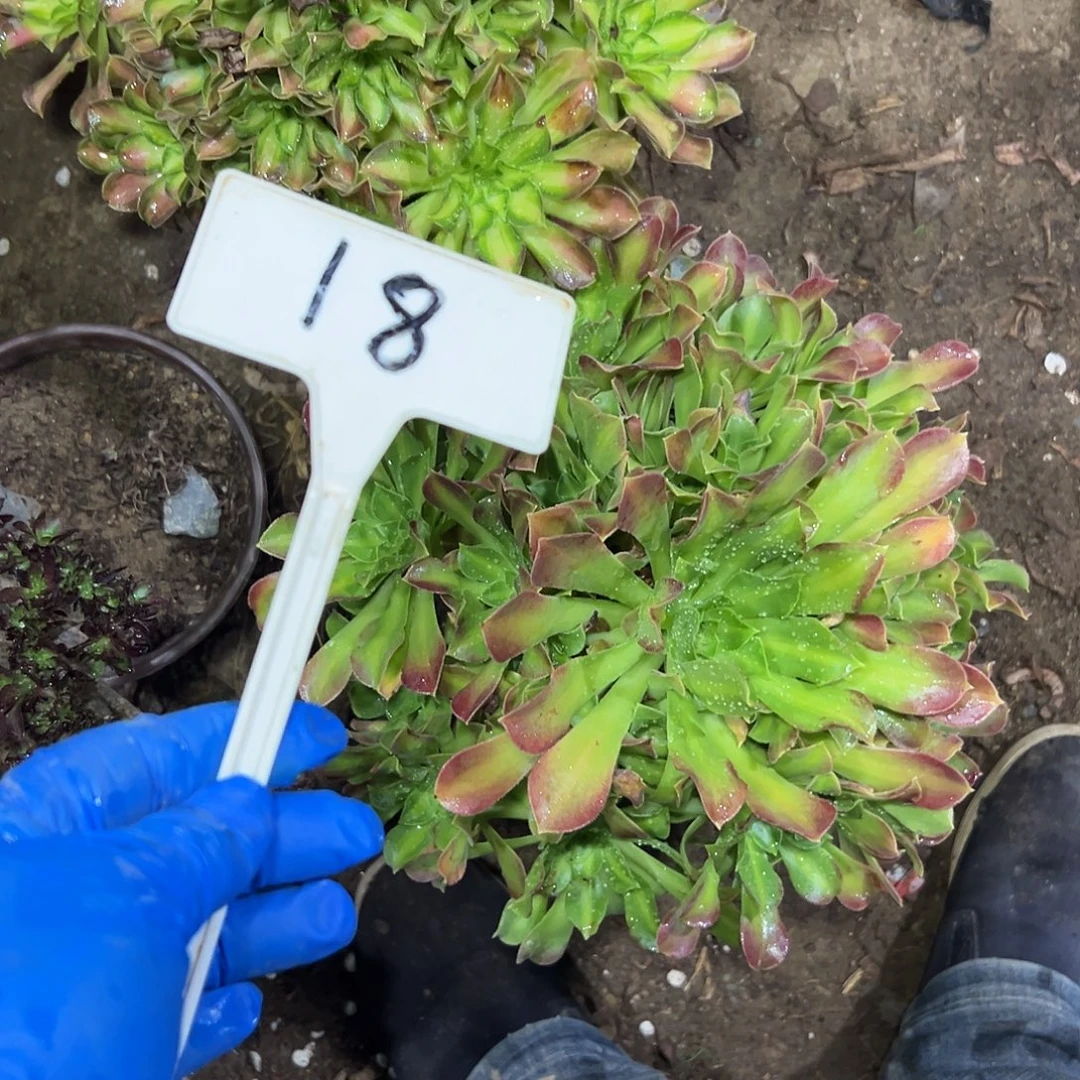 爱***正多肉植物组合2个品种18