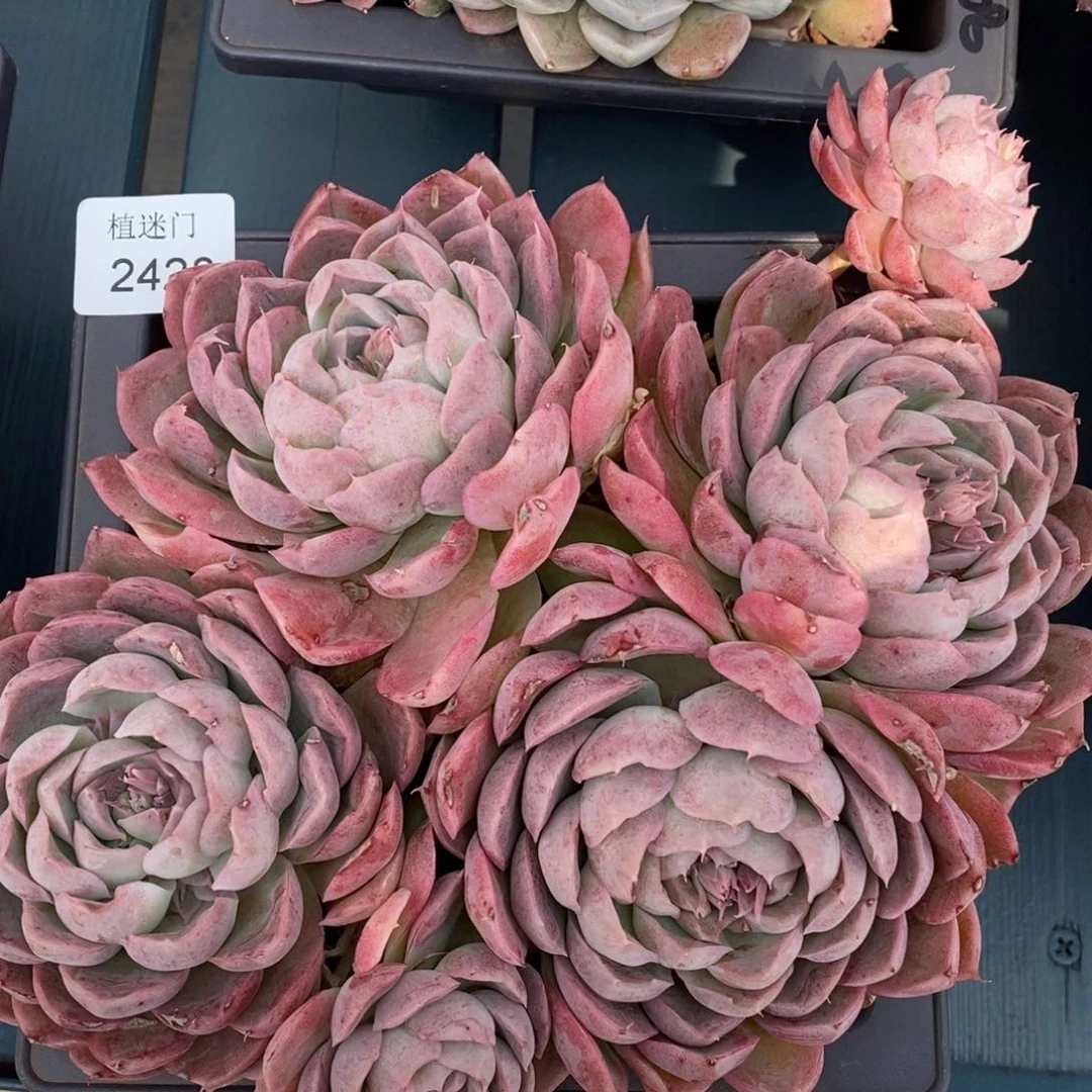 春****@杂交精品多肉2428