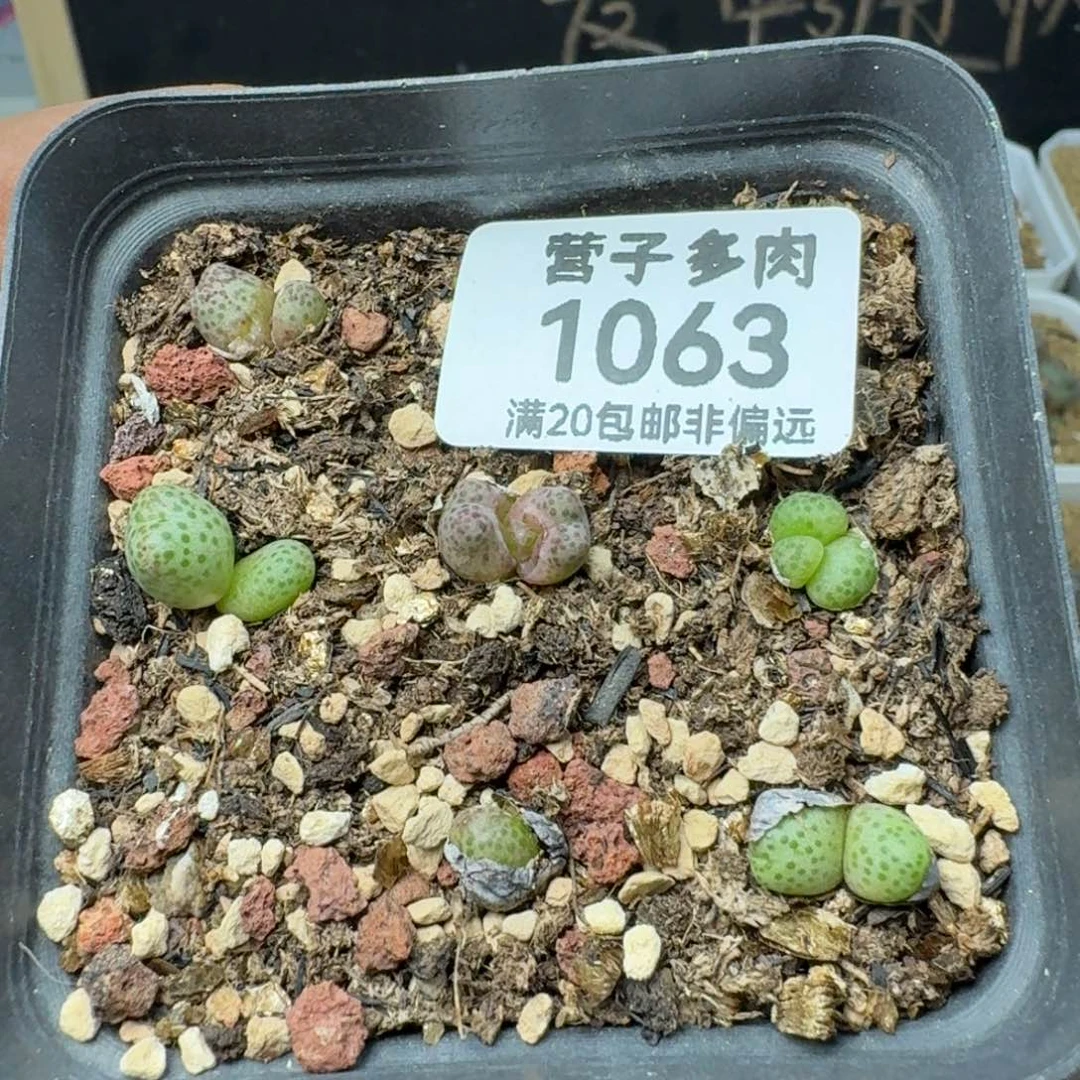 龙猫带盆土。