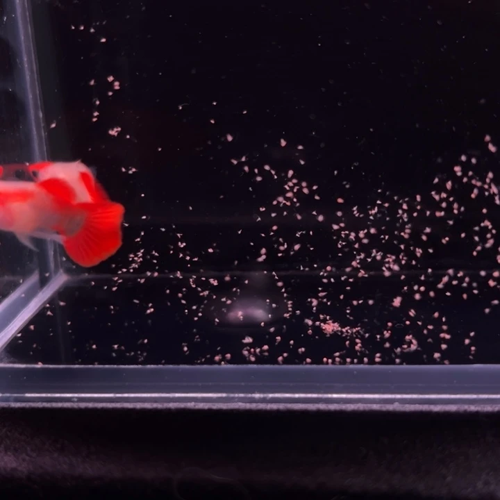 孔雀鱼深海蓝玻璃猫1对