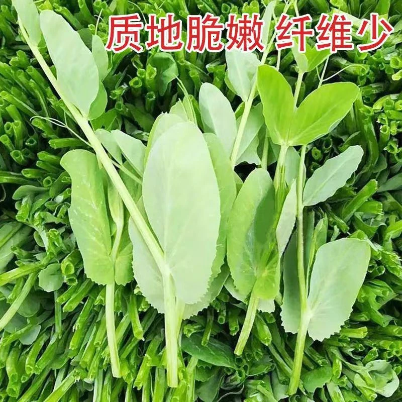 无须豌豆尖种子豌豆苗种子四季易种阳台盆栽芽苗菜春秋播蔬菜种子