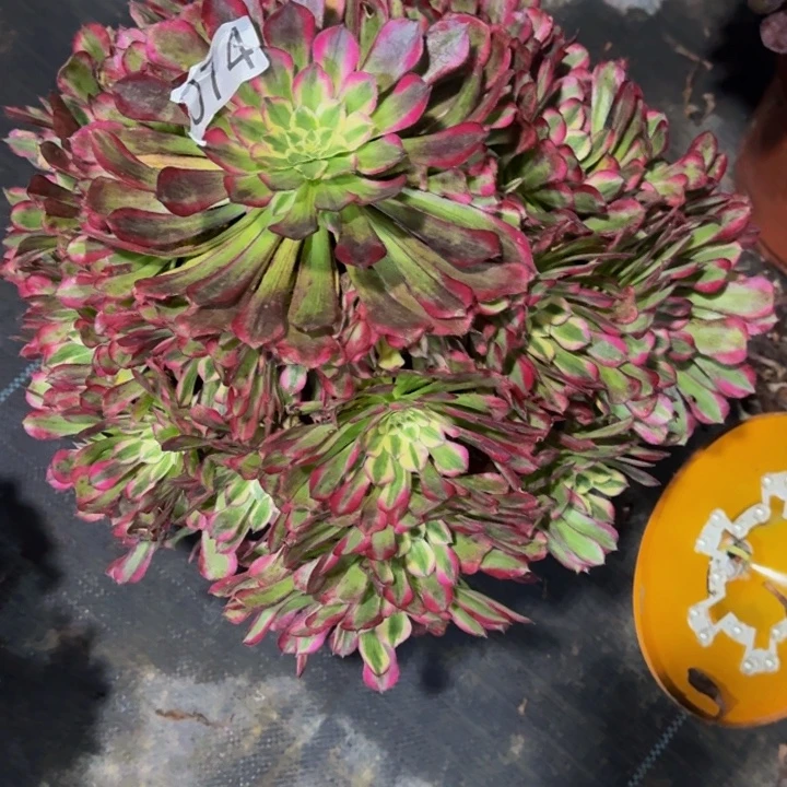 000000000074绿体铜壶