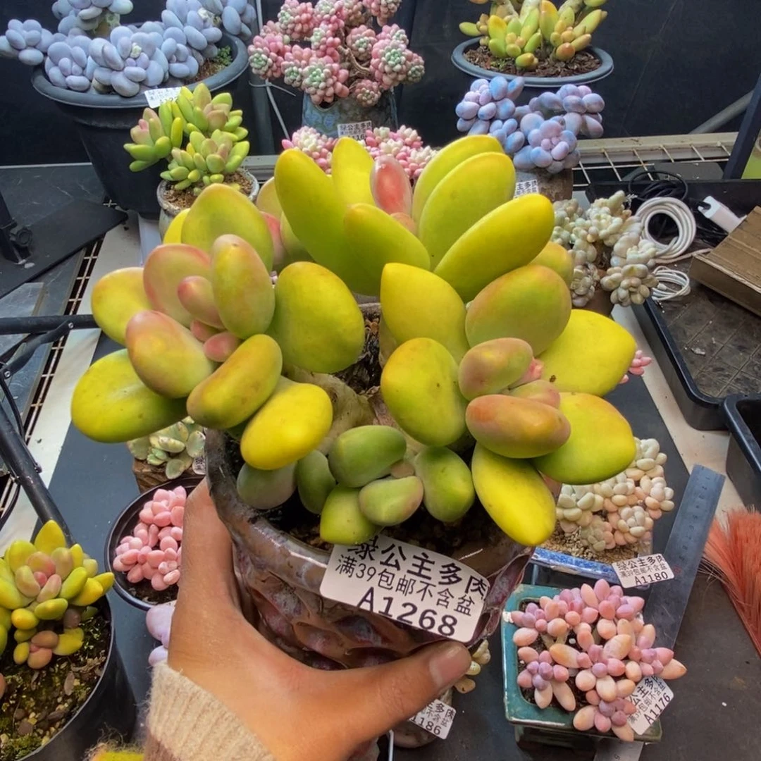 268芒果奶多肉11c m