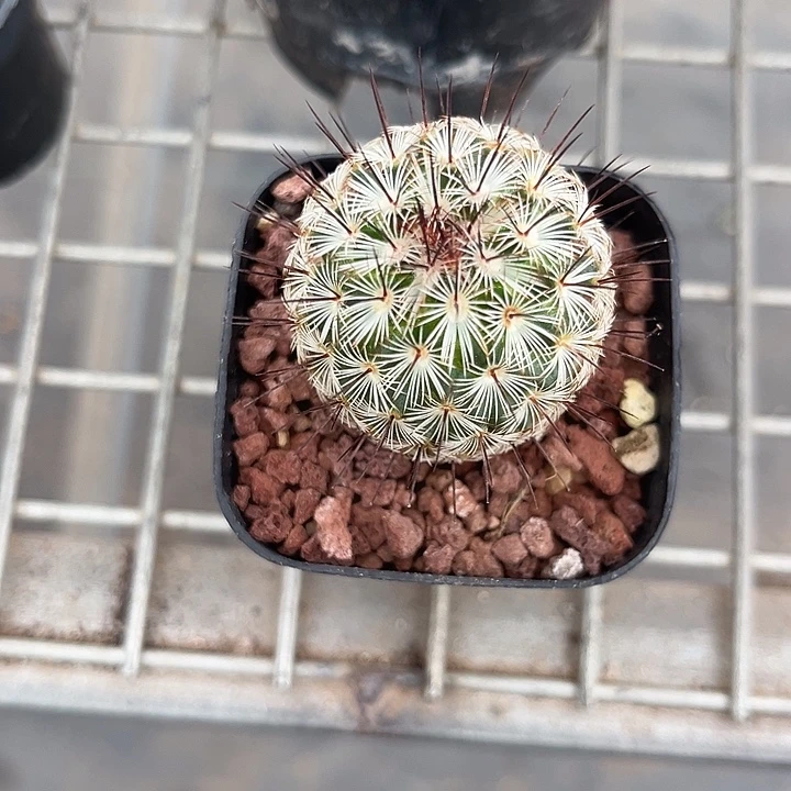 我也不知道我为什么要这样