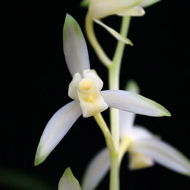 青山玉泉  建兰品种素花 花期6-11月自然棚养殖兰花