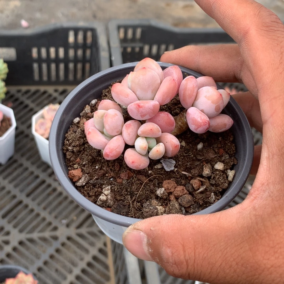 那时候我们是什么时候呢