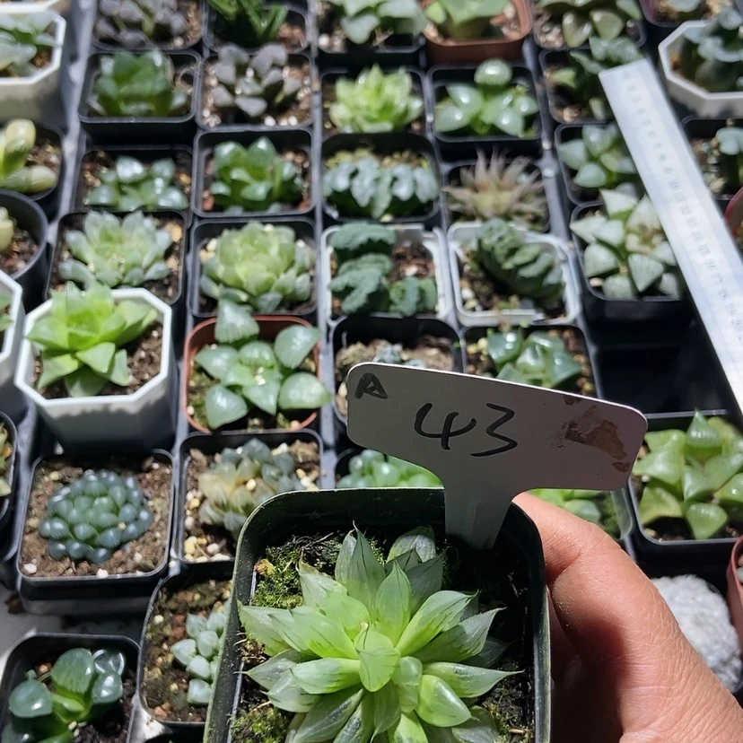 【闪购商品】43西亚基