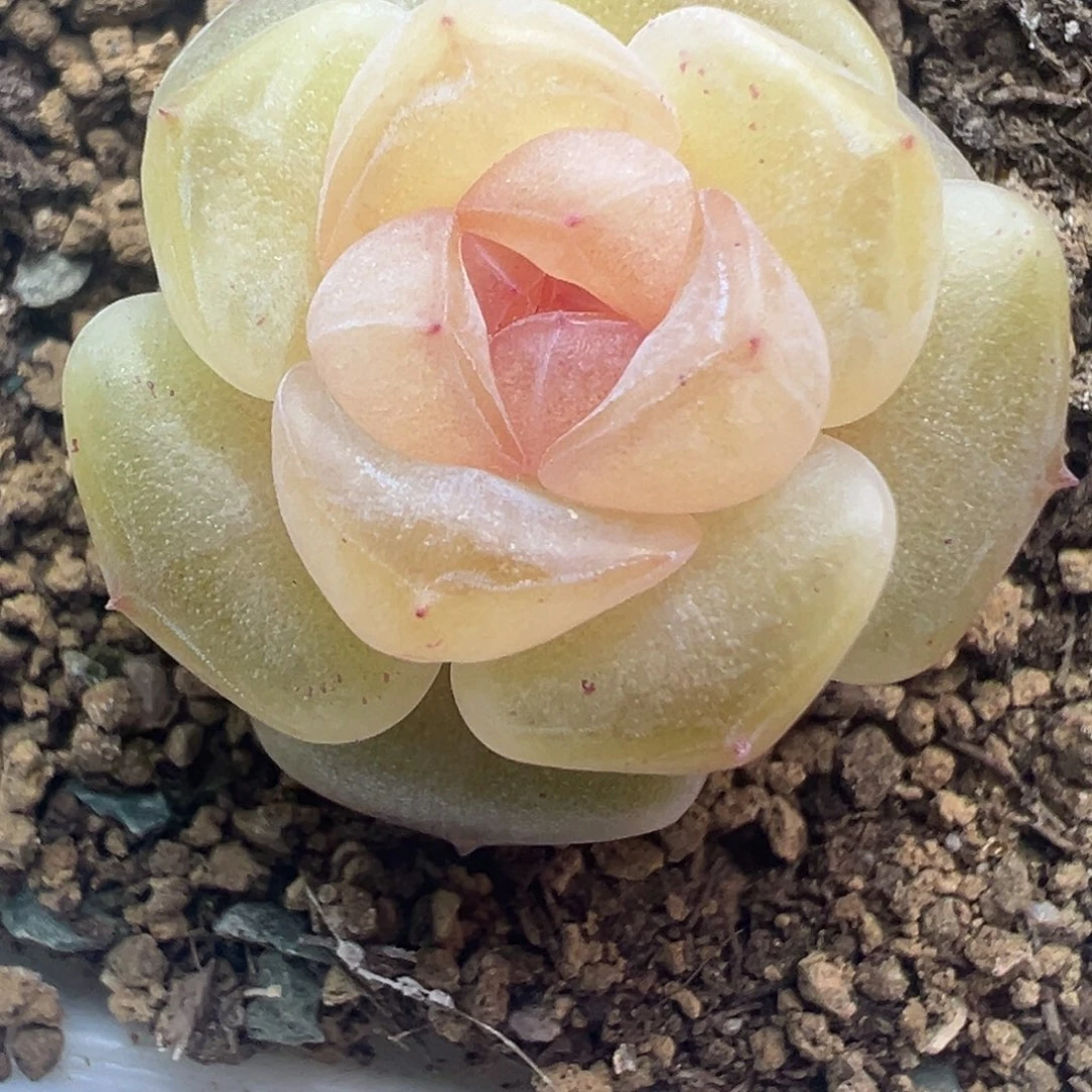 精品糖心一物一拍