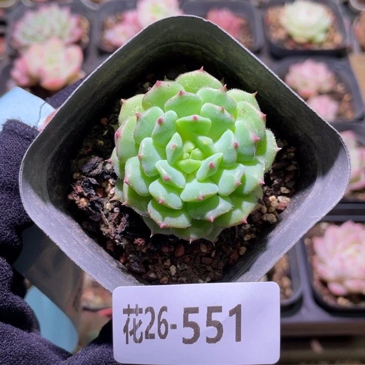 花利美26-551美丽世界