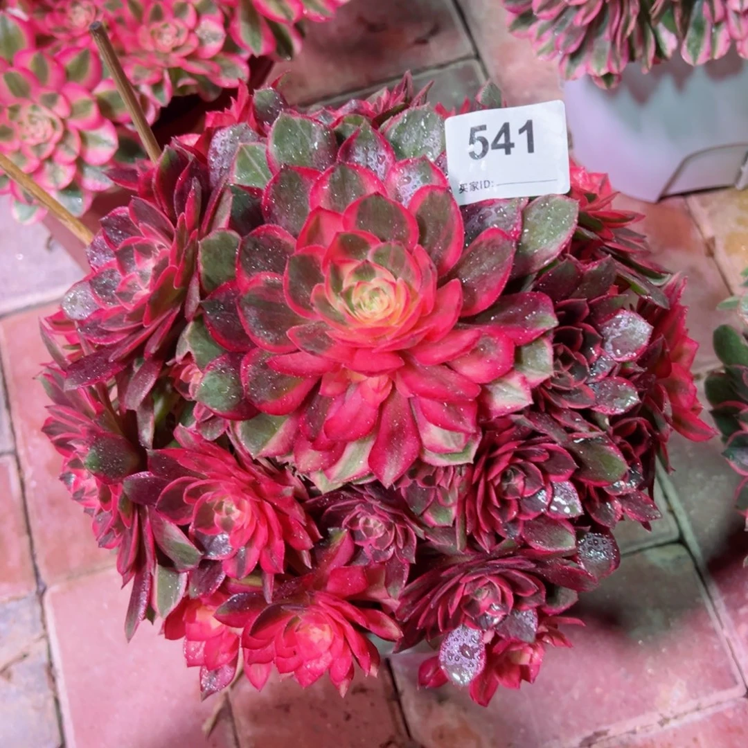 541黑魔锦法师多肉植物