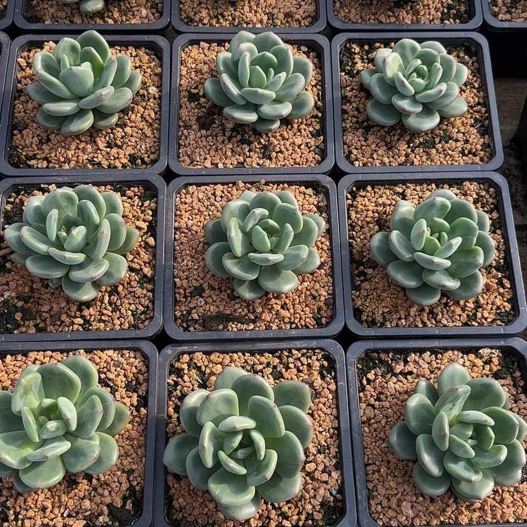 橘落美人单头10公分