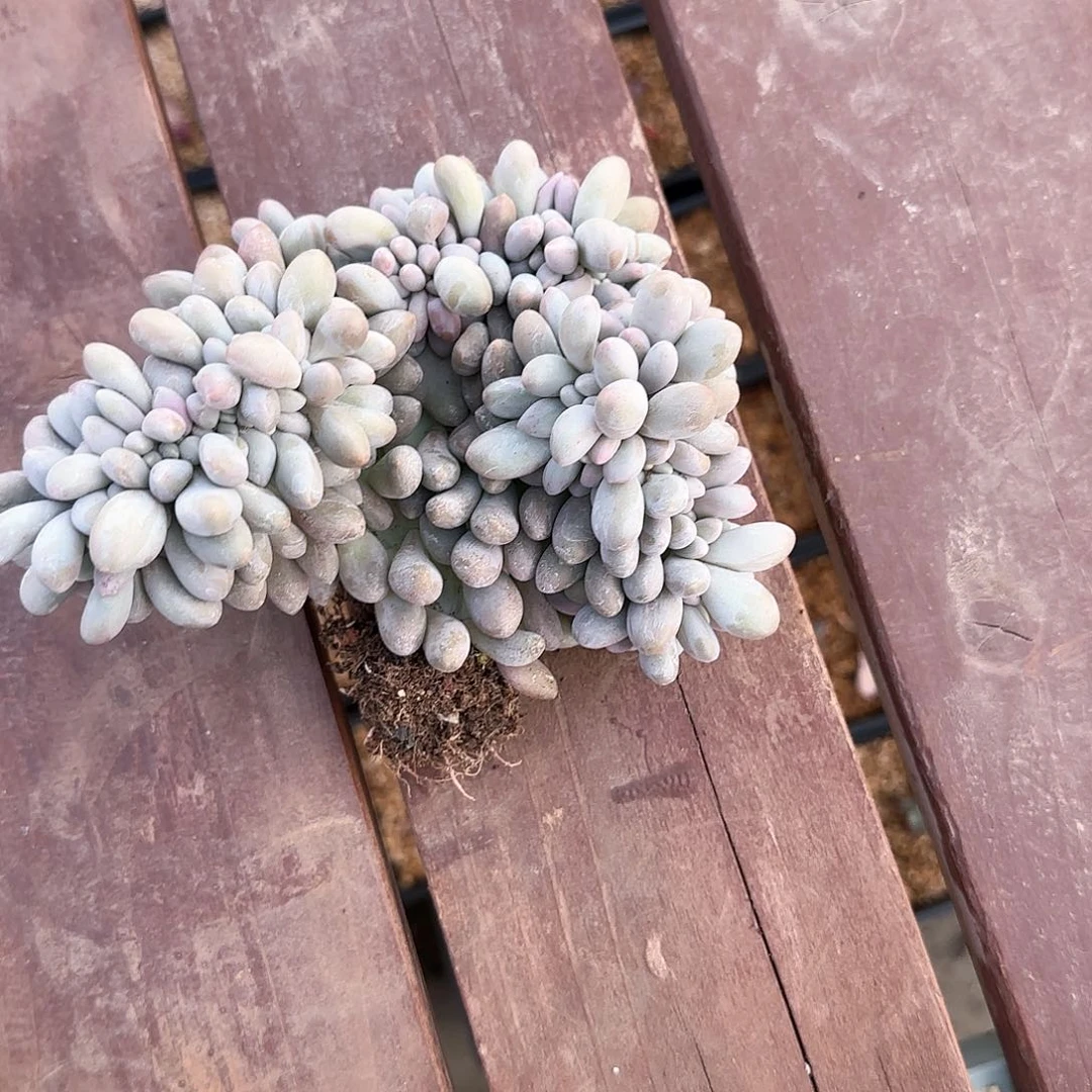 多肉植物一物一拍