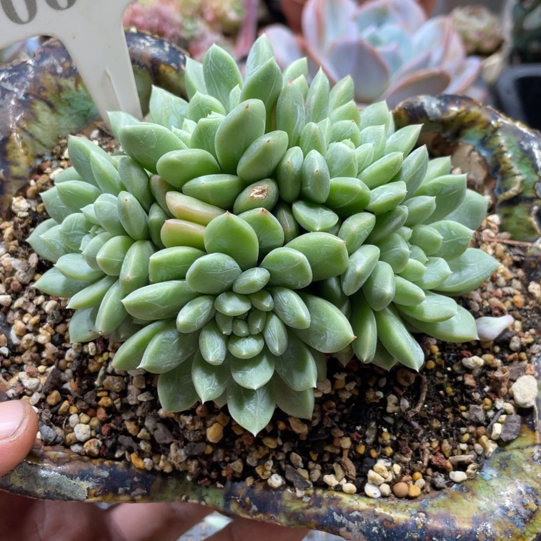 0687百达翡翠不带盆10厘米