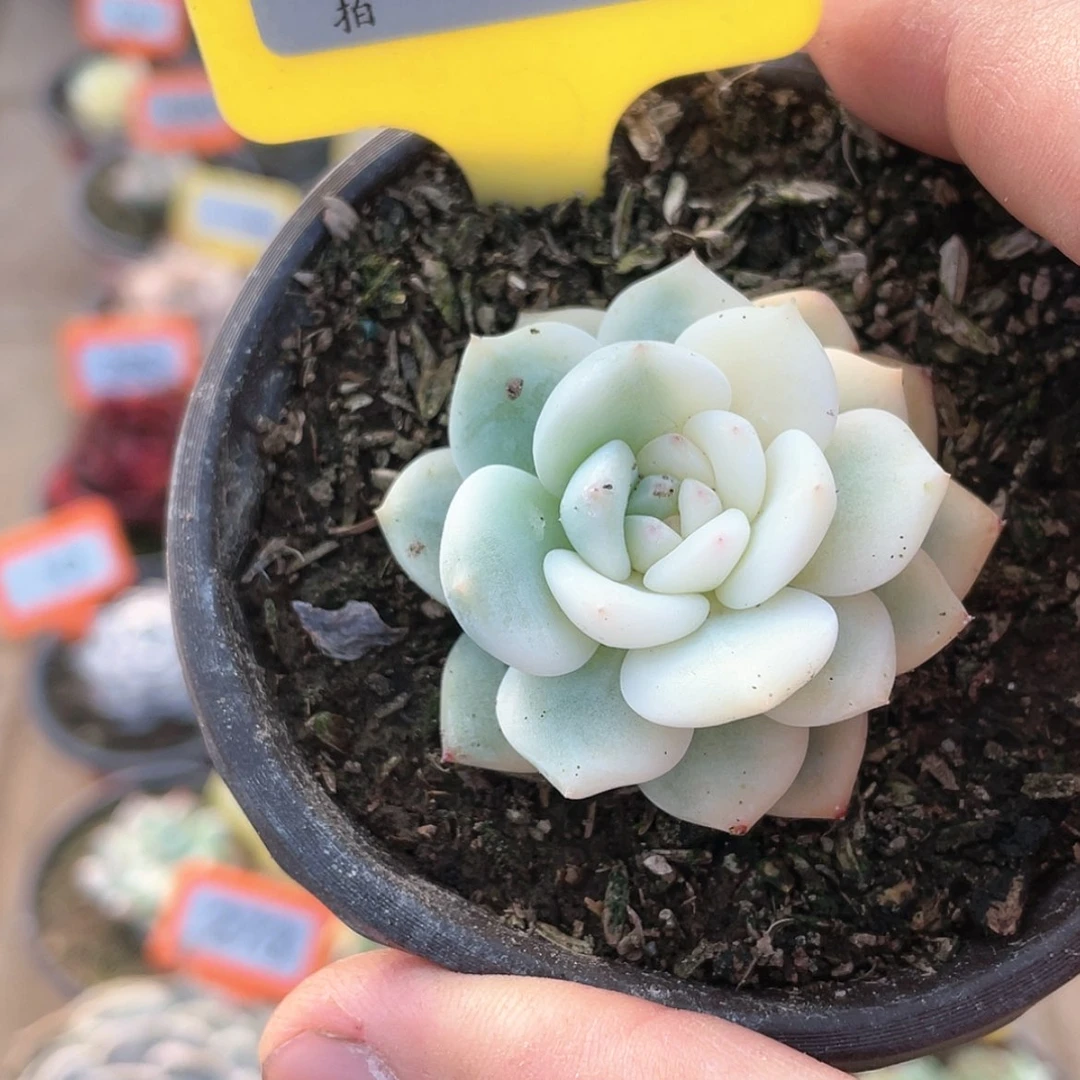 【闪购商品】1446号