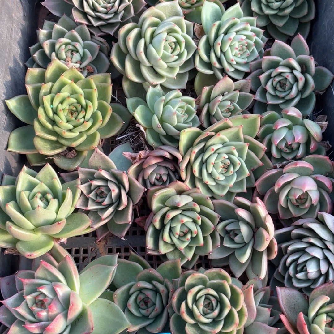 一筐特价福利不售后一筐2725