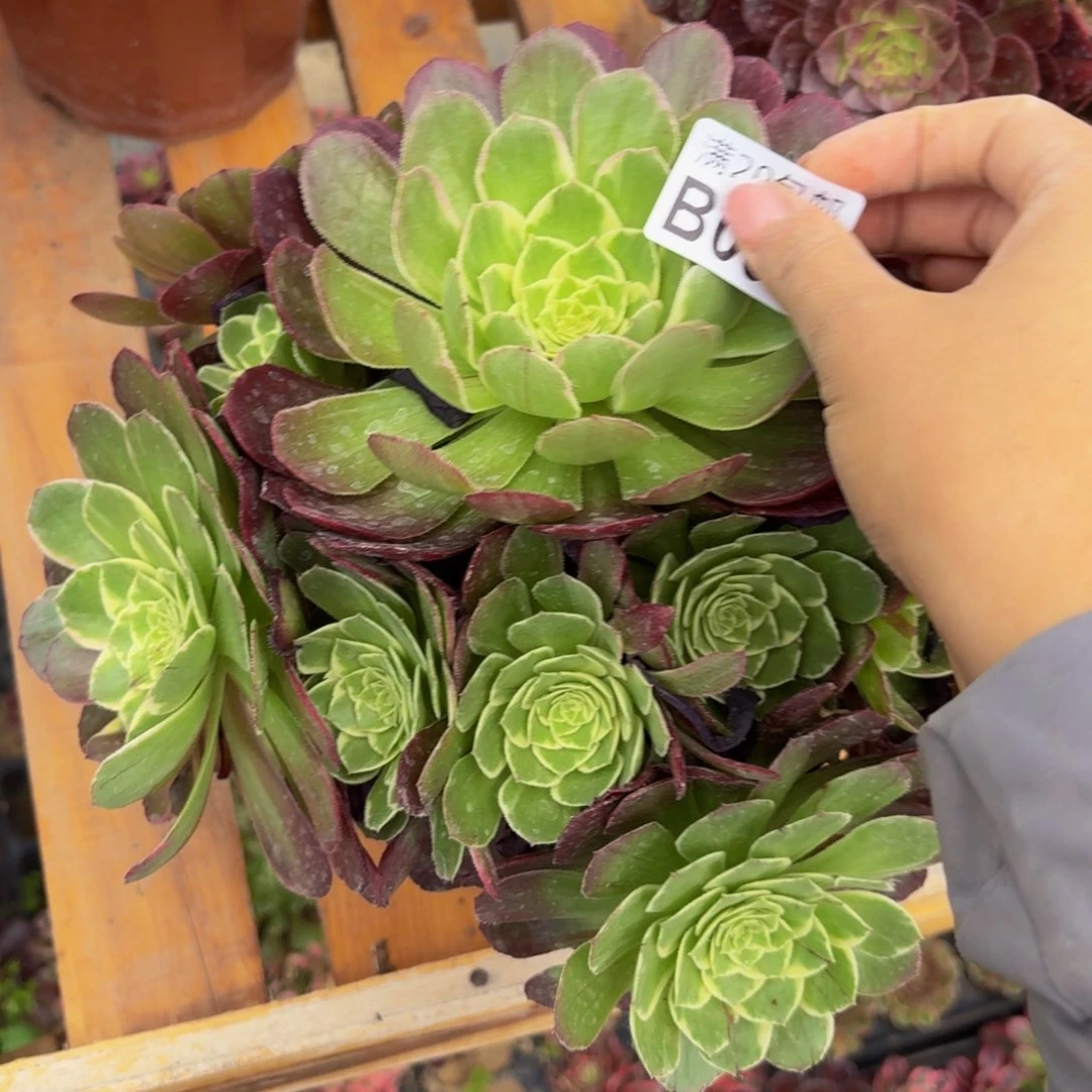 无花朵98多肉植物捧花的