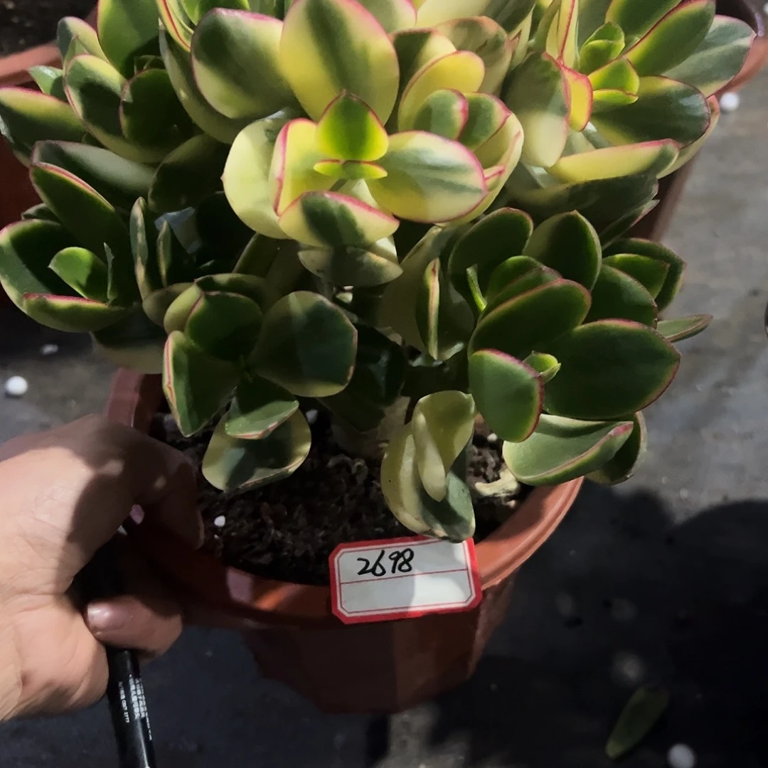 抓***福稀有新花月锦带盆2698