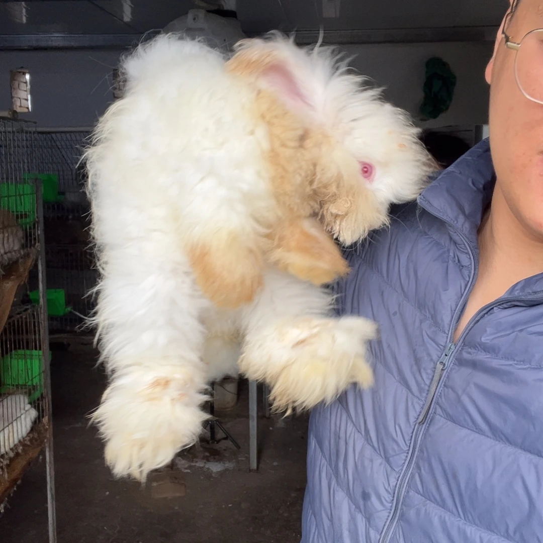 双血统英系安哥拉兔子