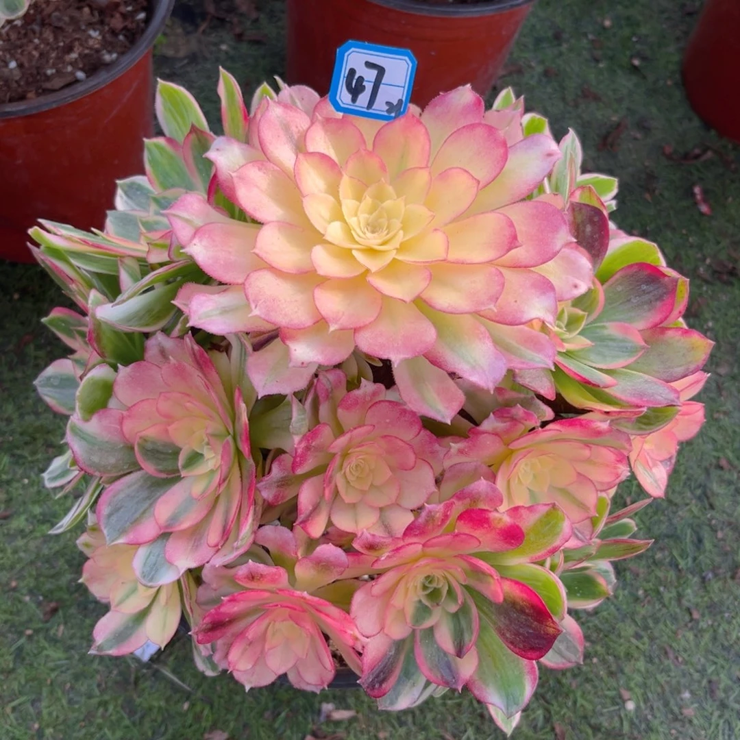 47海仙法师精品法师