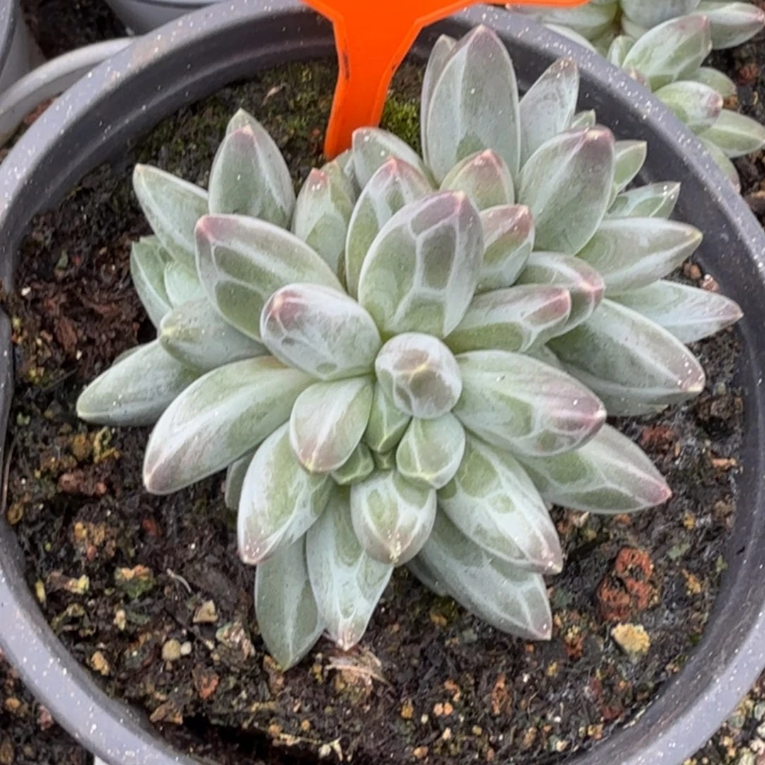 伊卡鲁斯多肉植物447