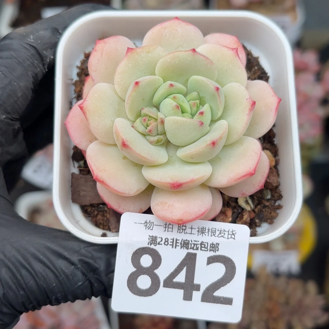 香草单头无盆土发货