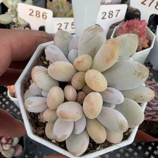 281粉兔 一物一拍多肉