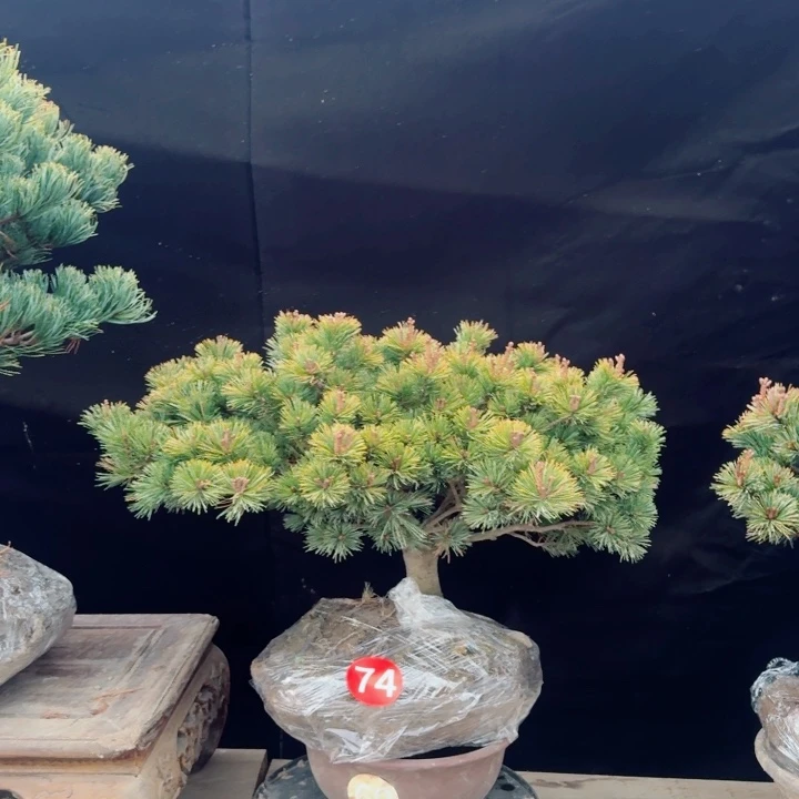 无花朵鹏***-f h n m