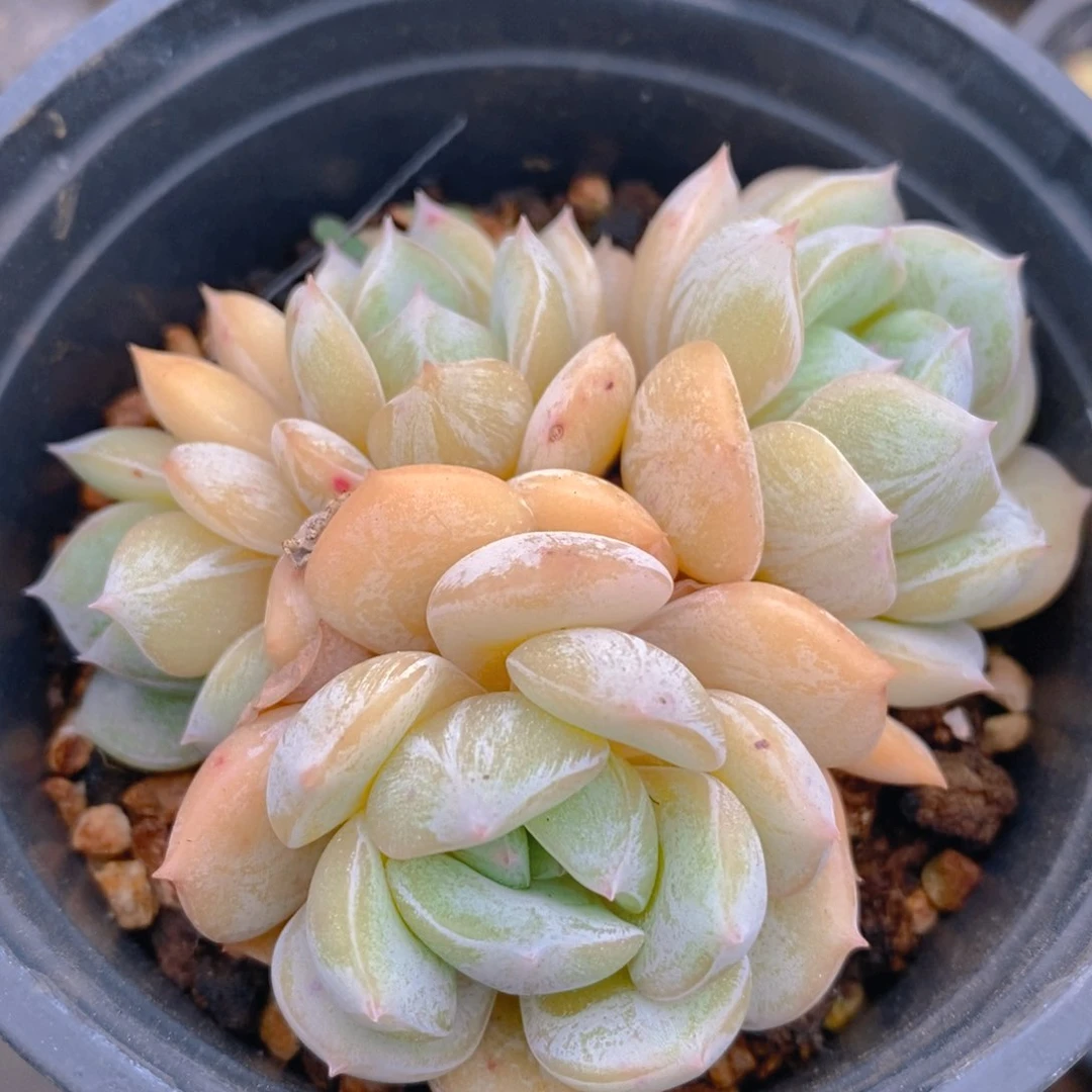 一物一拍精品多肉