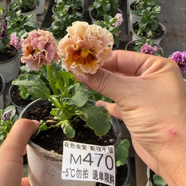 无花朵洛可可M470角堇小苗一物一拍默认苗晃