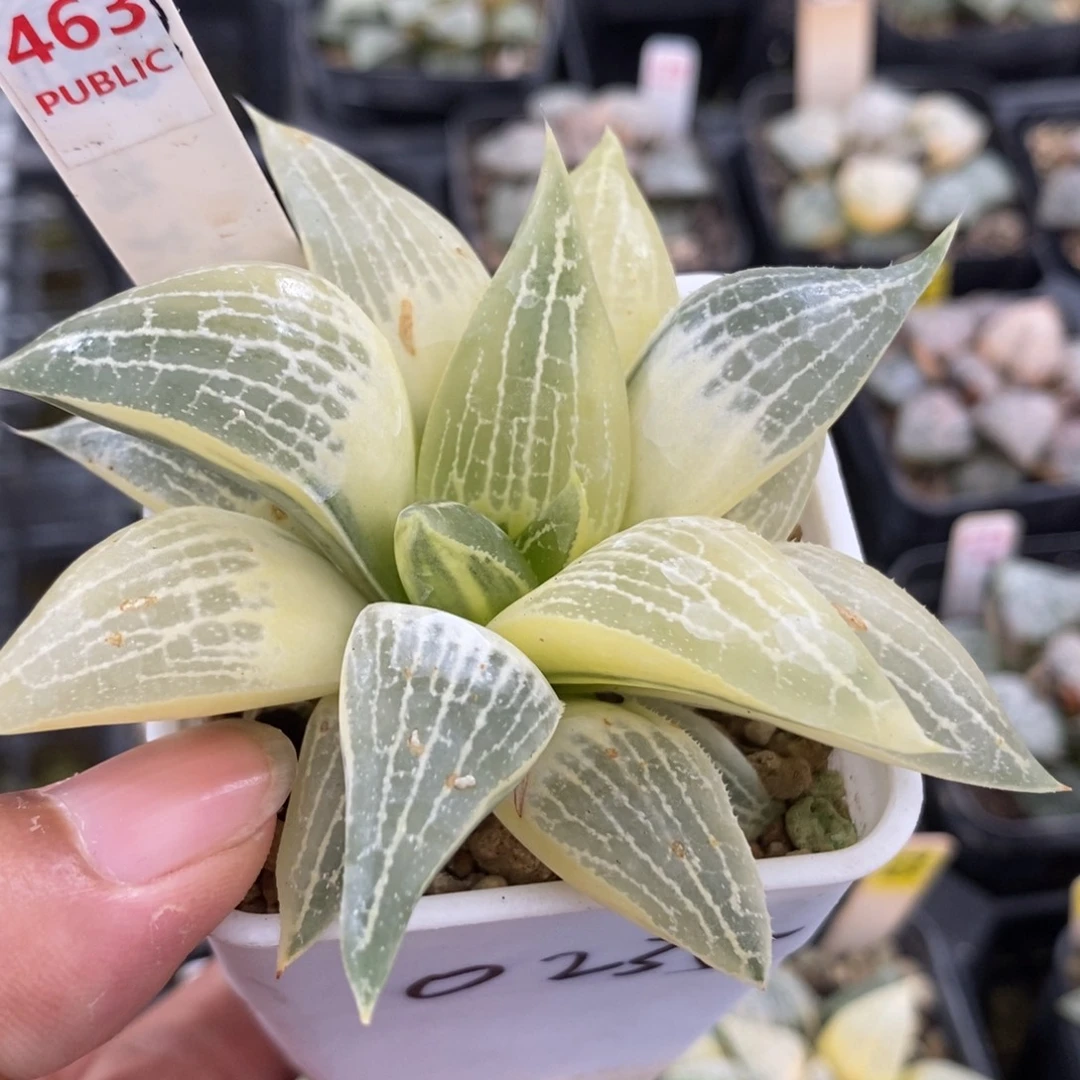 463糊斑实生寿锦，，，