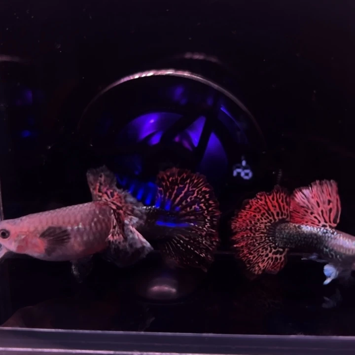孔雀鱼半月尾红龙1对