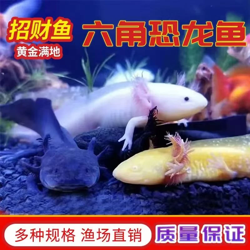 【六角恐龙鱼】美西螈蝾螈自来水可养好养耐活观赏鱼小宠物娃娃鱼