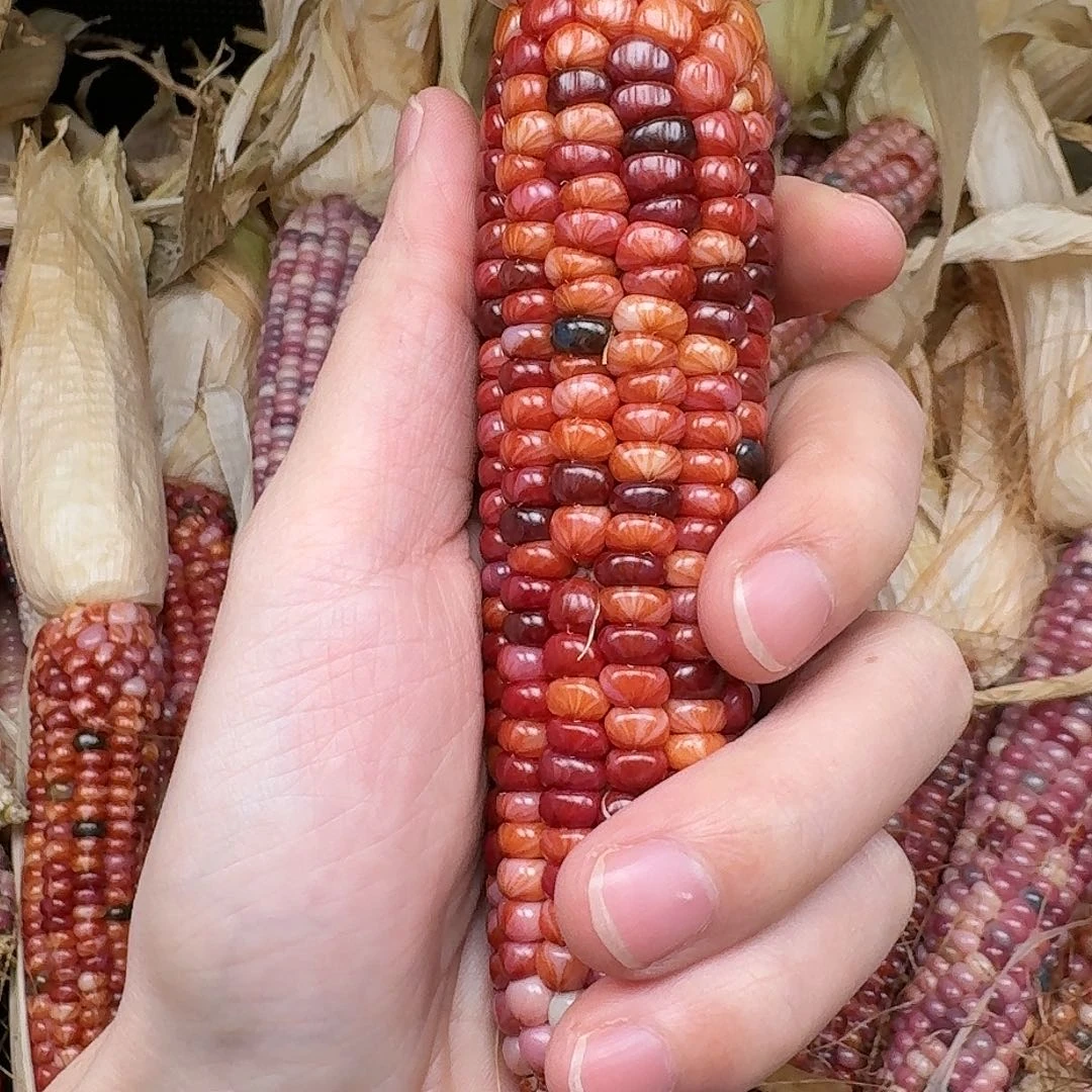 柏香籽/百香籽吊坠爱***此