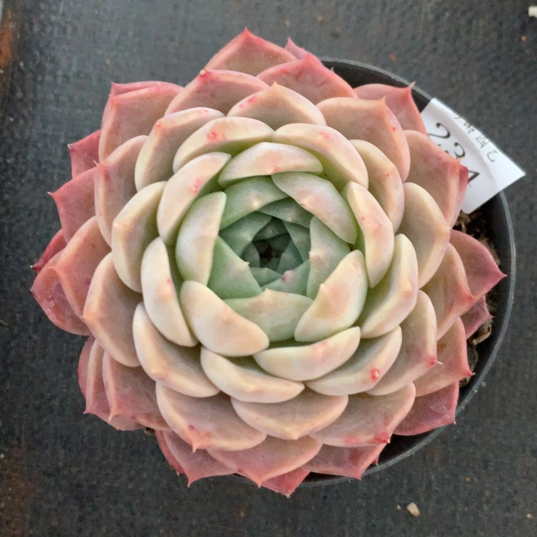 234新年快乐发发发