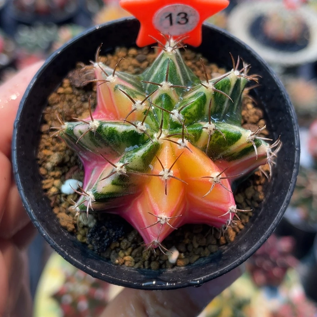 1-13米哈锦4.6厘米