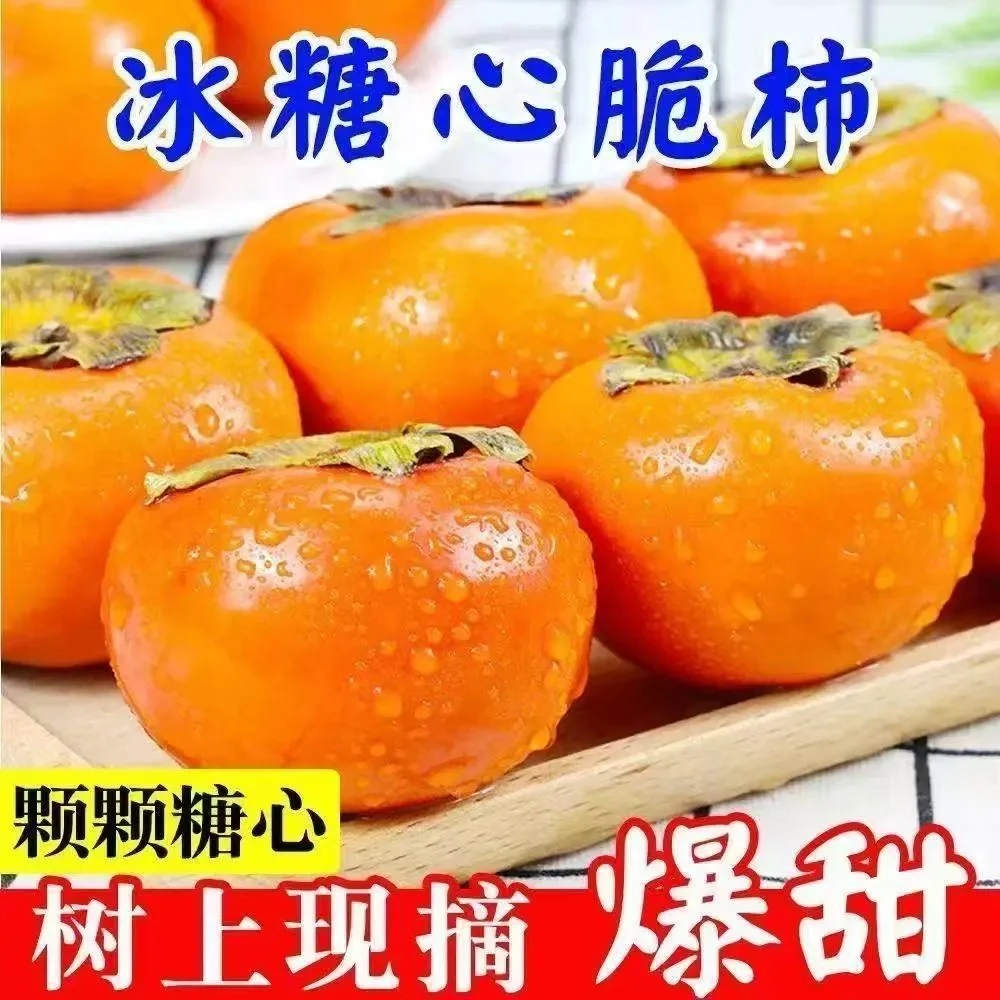 2025现摘正宗阳丰脆柿子新鲜巧克力应季甜脆水果脆甜整箱批发冰糖