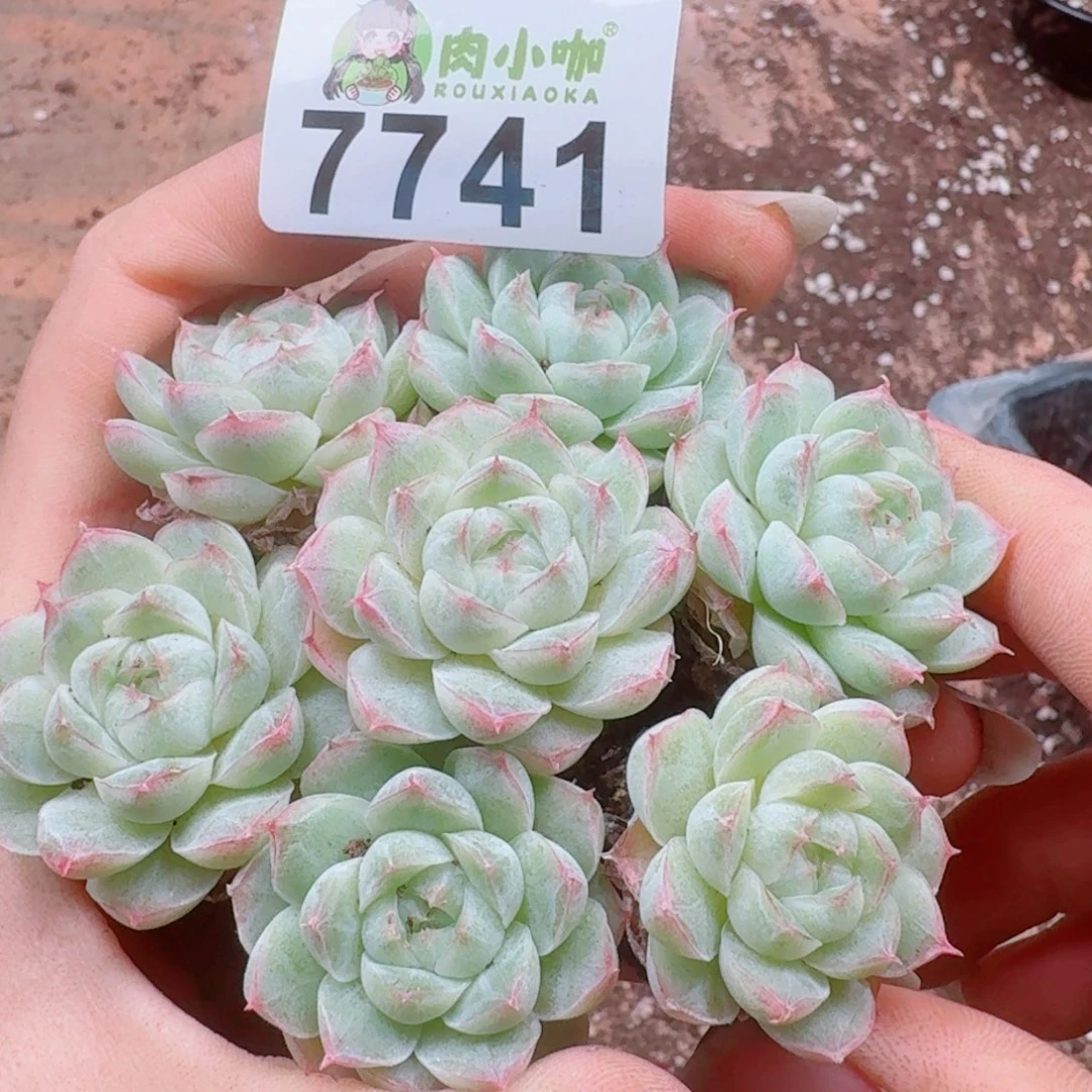 多肉植物多肉植物