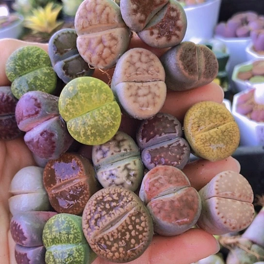 无花朵1334，2-2.3厘米个别微徒20颗